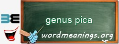 WordMeaning blackboard for genus pica